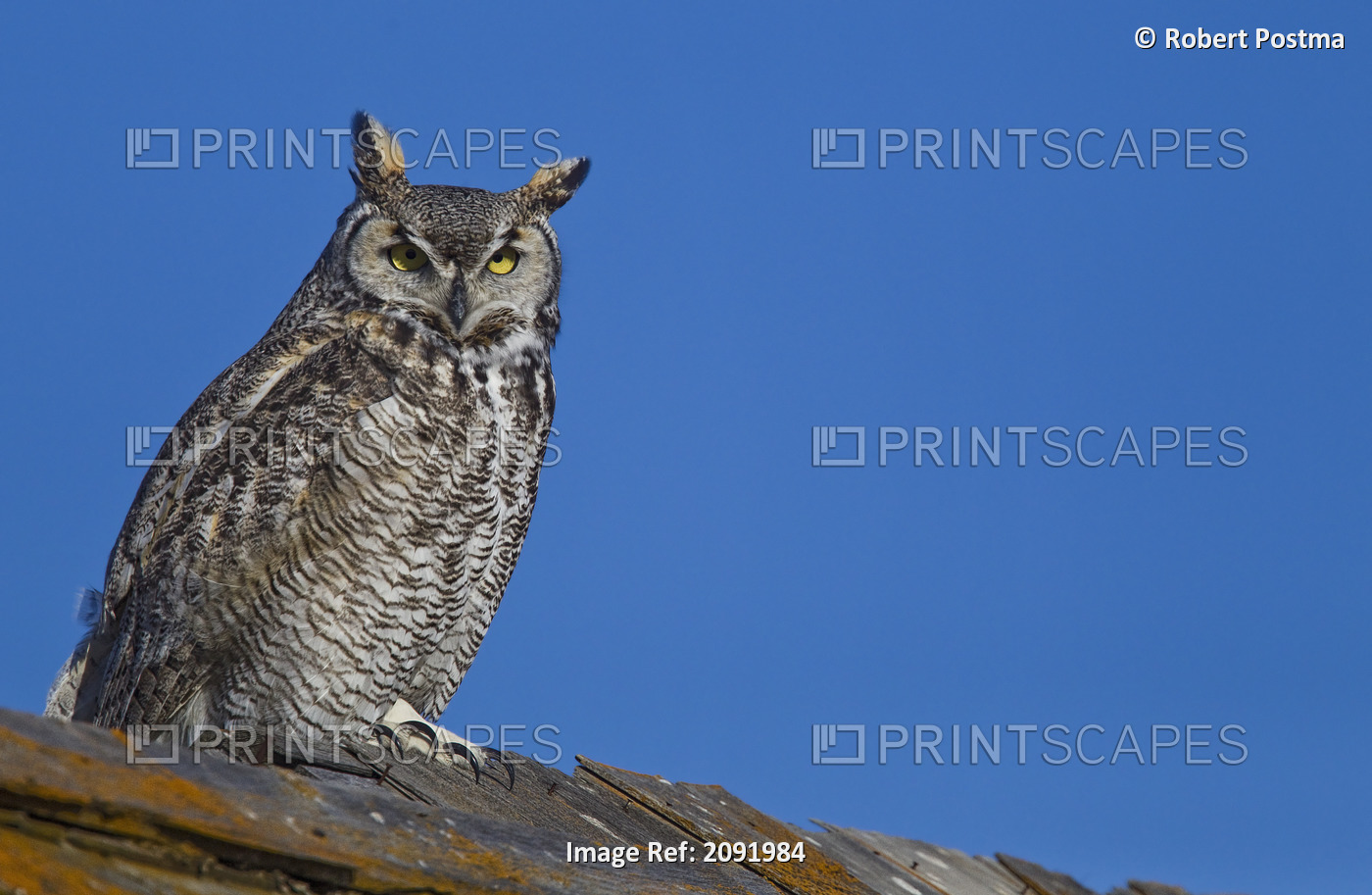 Great Horned Owl Sitting On Top Of A Barn; Saskatchewan Canada