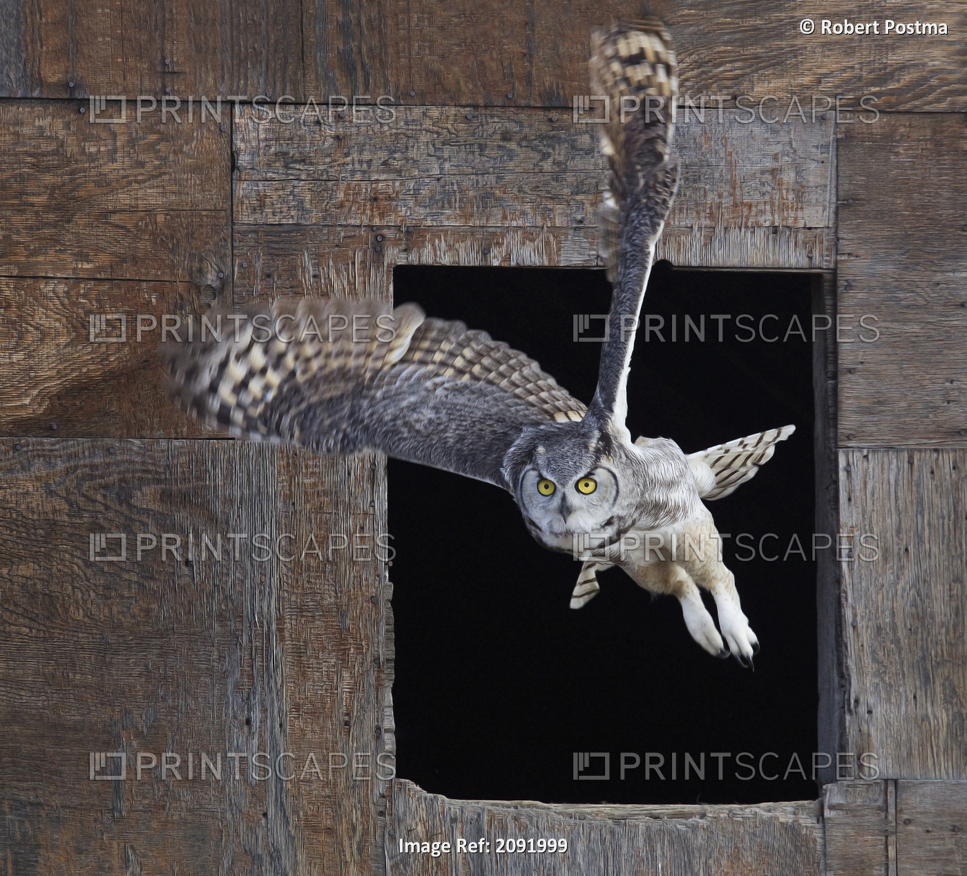 Great Horned Owl Flying Out Of An Old Barn Window; Saskatchewan Canada