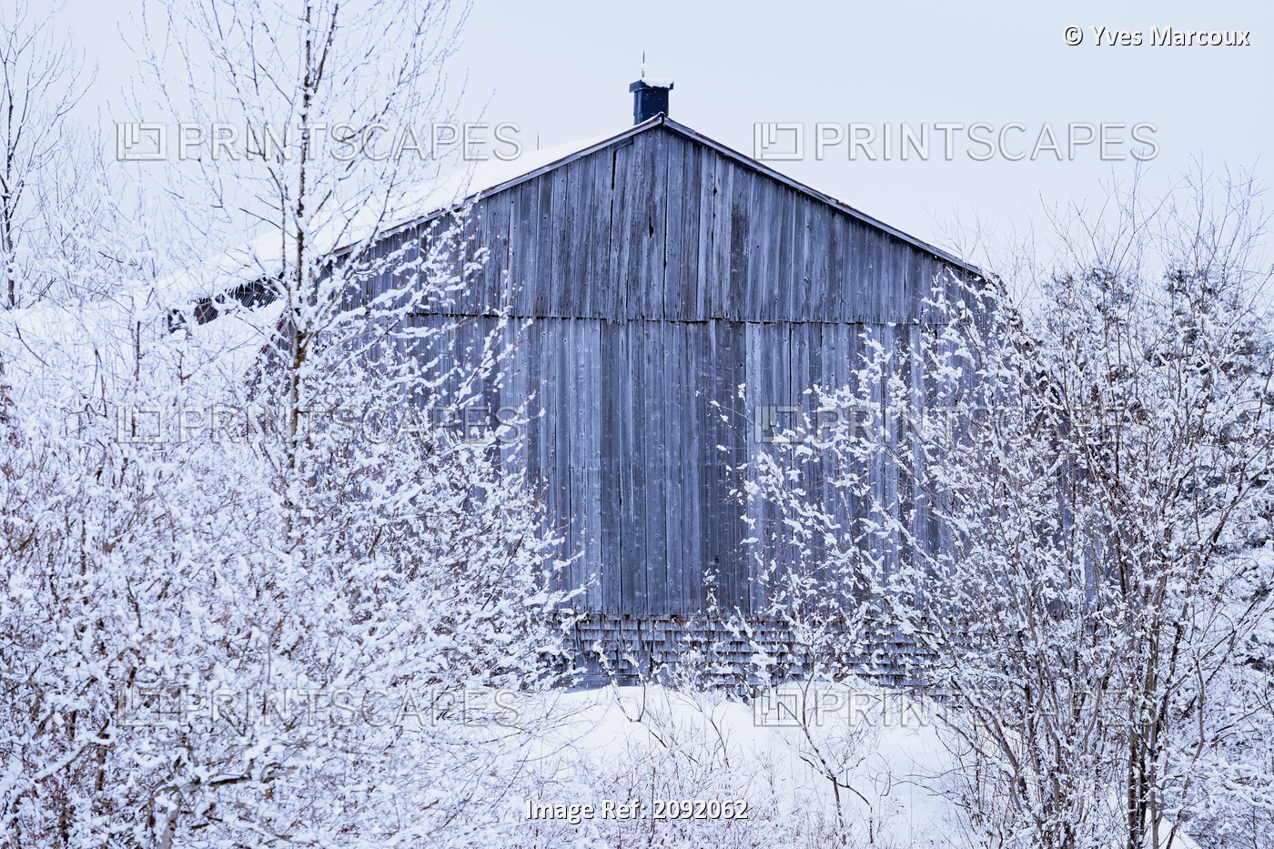 Snow-Covered Trees And Barn; Saint-Adrien-D'irlande Quebec Canada