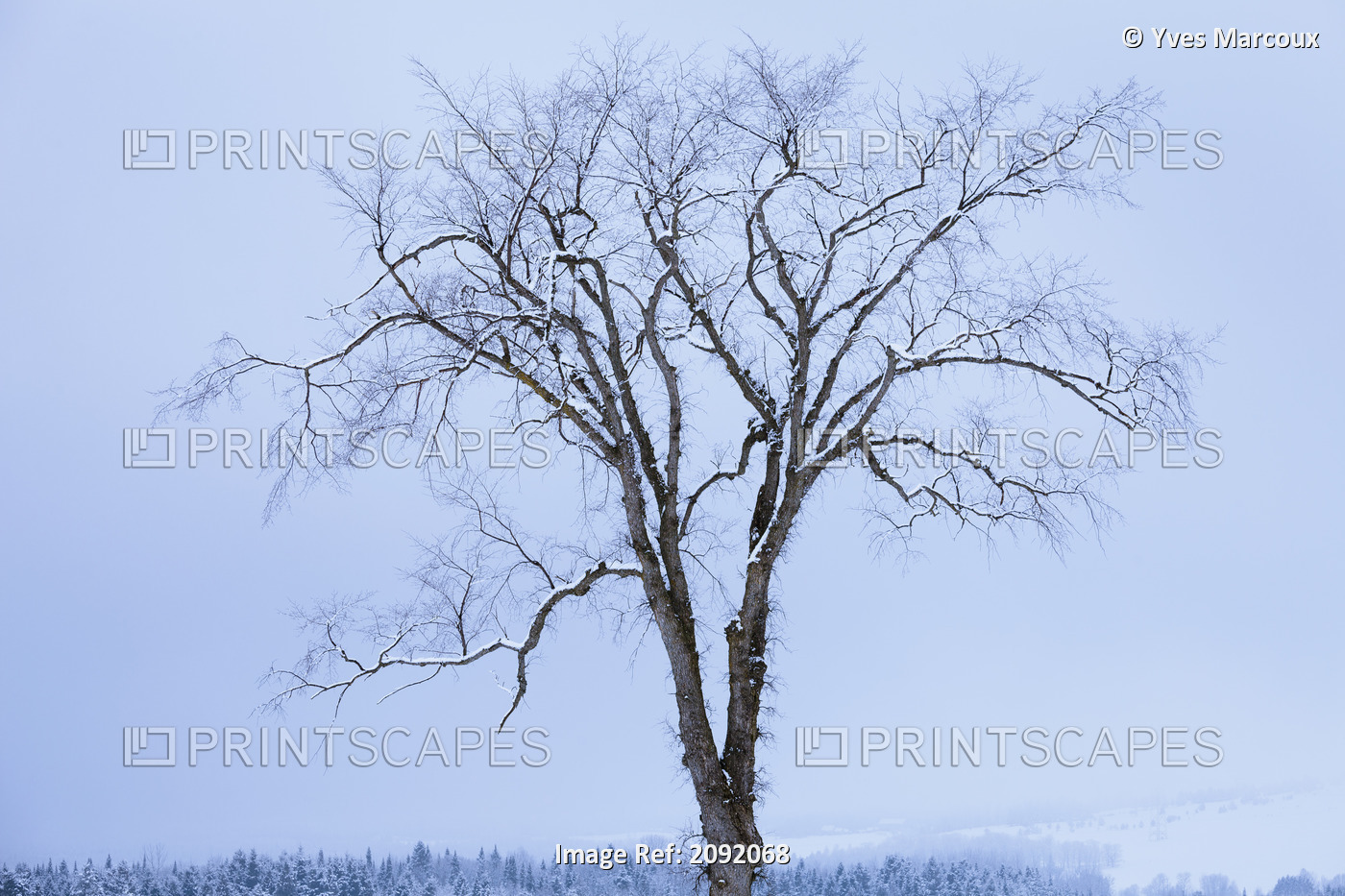 Snow-Covered Tree; Saint-Adrien-D'irlande Quebec Canada