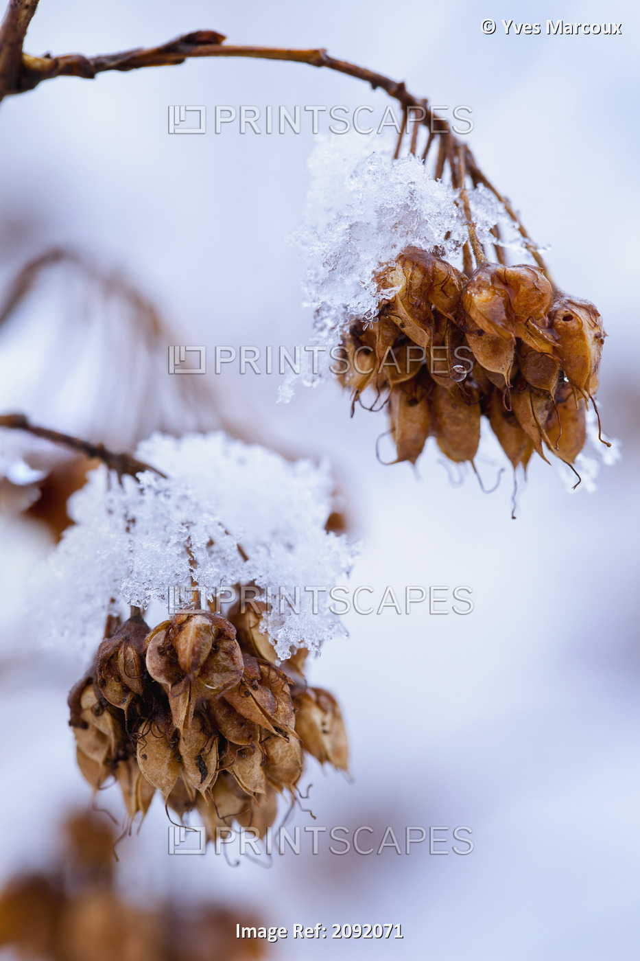 Close-Up Of Ninebark Plant Covered In Ice; Saint-Adrien-D'irlande Quebec Canada