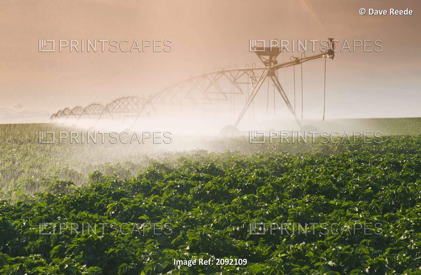 A Center Pivot Irrigation System Watering Potato Crop; Tiger Hills Manitoba ...
