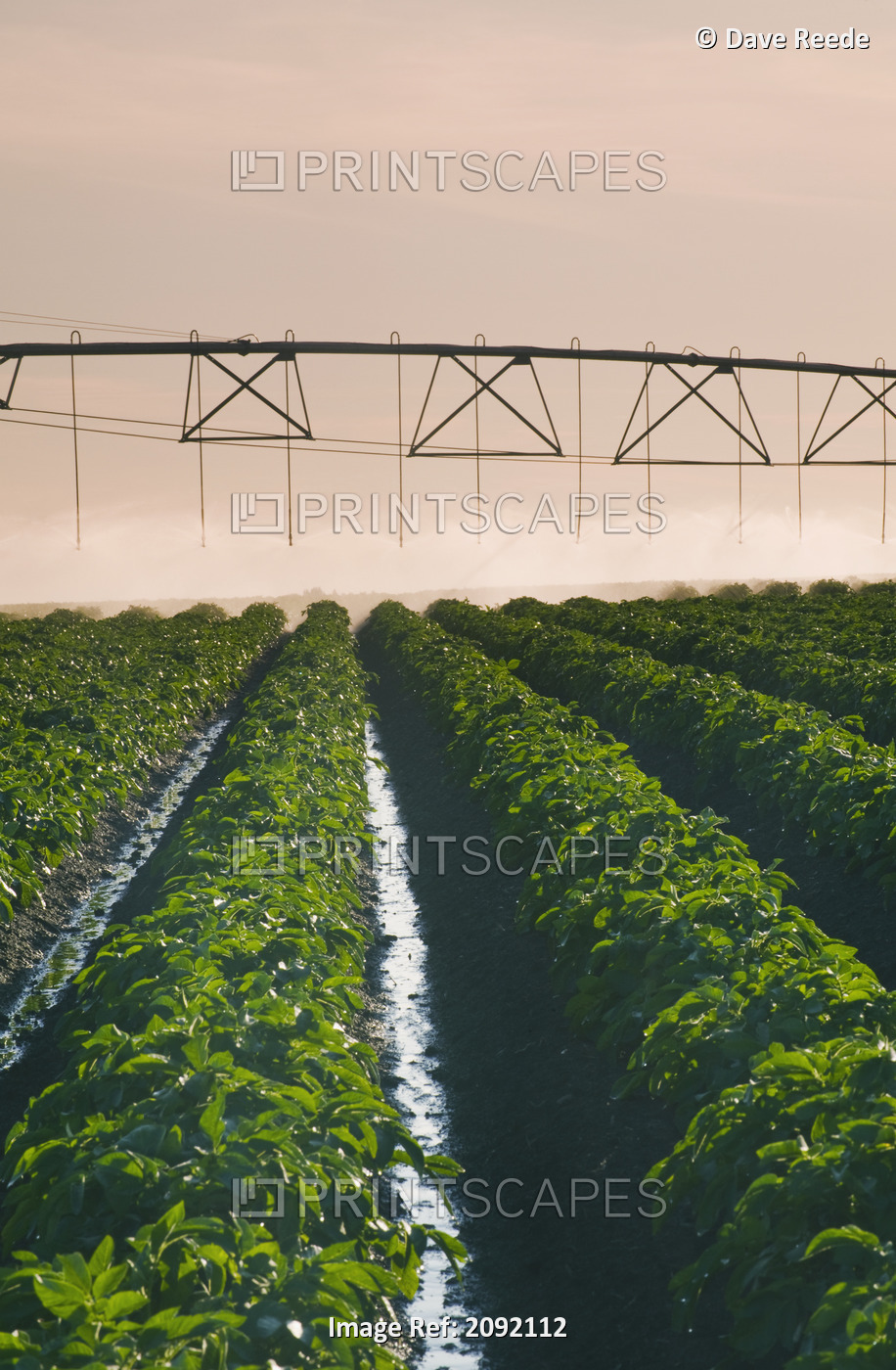 A Center Pivot Irrigation System Watering Potato Crop; Tiger Hills Manitoba ...