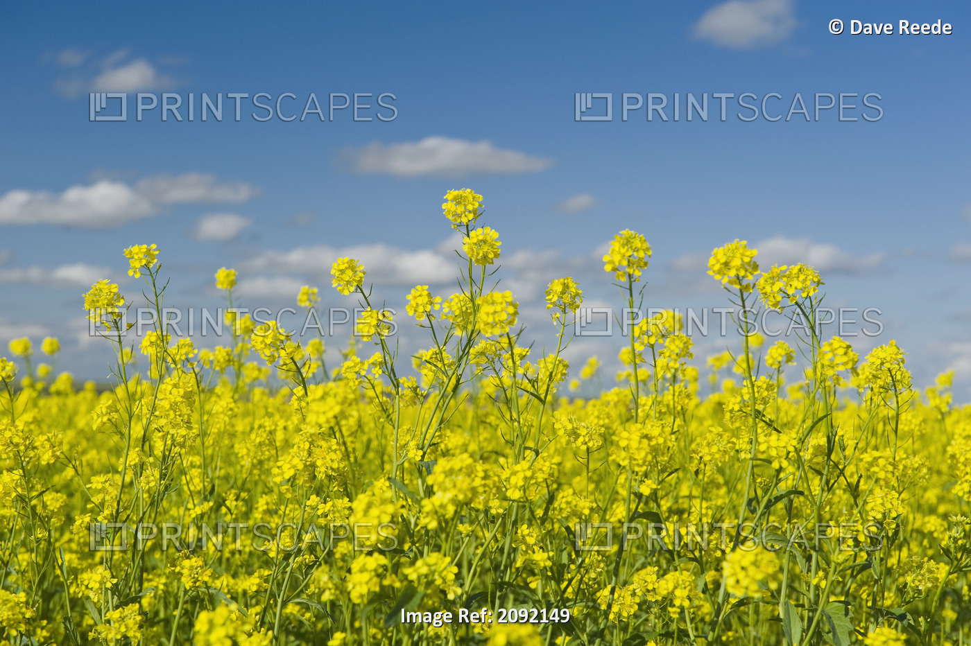 Blooming Mustard Field; Ponteix Saskatchewan Canada
