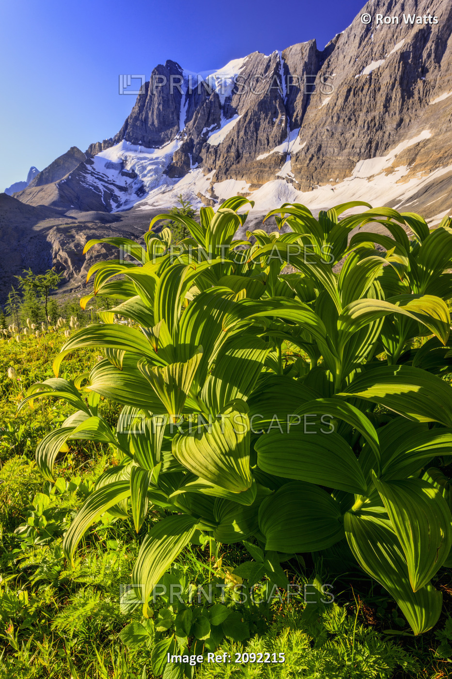 False Hellebore At The Base Of The Rockwall Cliff And Tumbling Glacier In ...