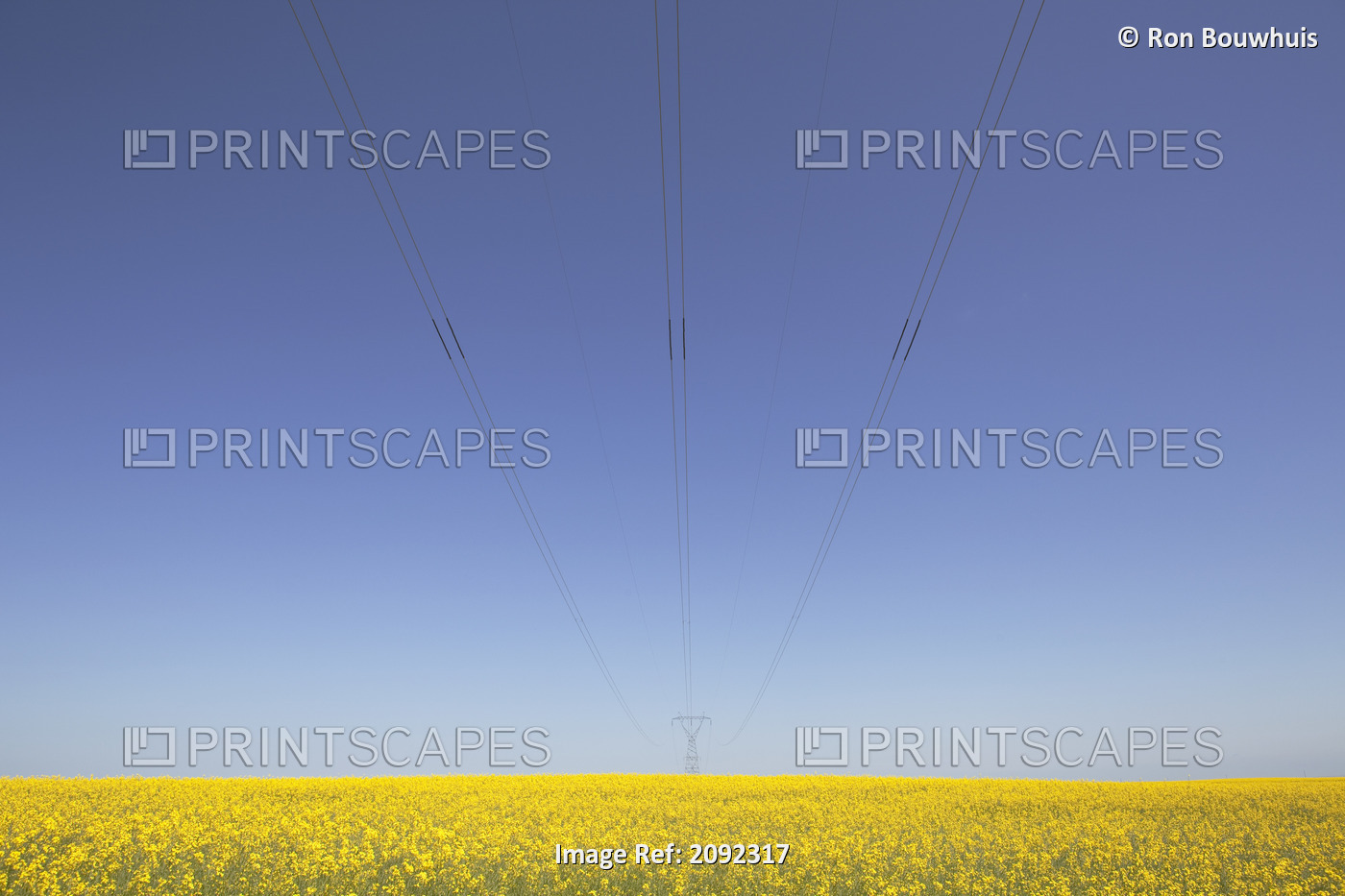 Canola Field And Power Lines, East Of Nanton; Alberta, Canada