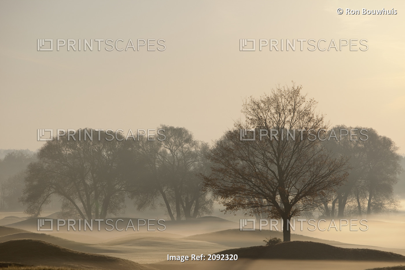 Trees On Golf Course At Sunrise On A Misty Autumn Morning; Caledon, Ontario, ...