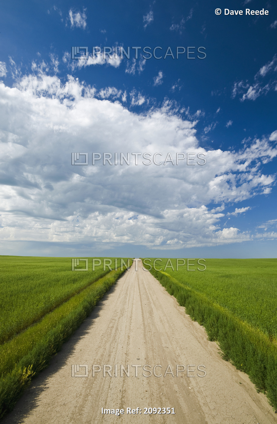 Country Road Through Grain Fields; Ponteix Saskatchewan Canada