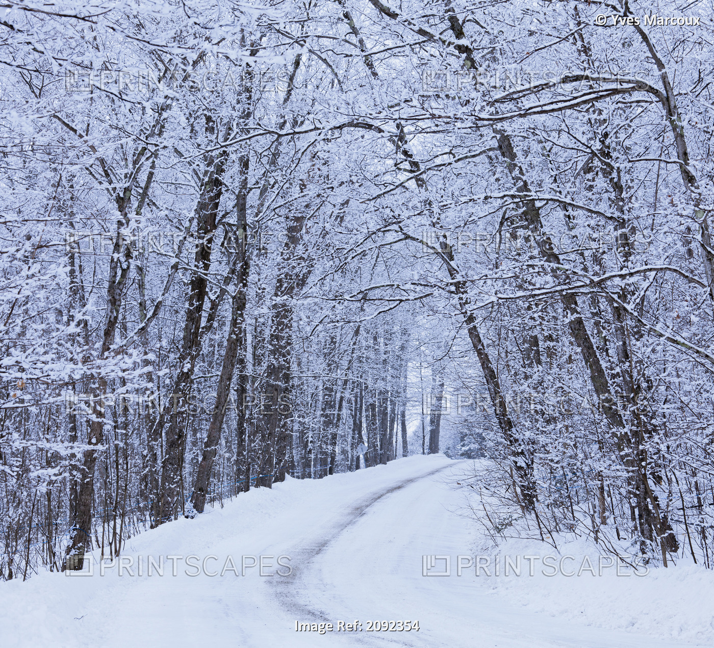 Road Across Snow-Covered Forest; Saint-Adrien-D'irlande Quebec Canada