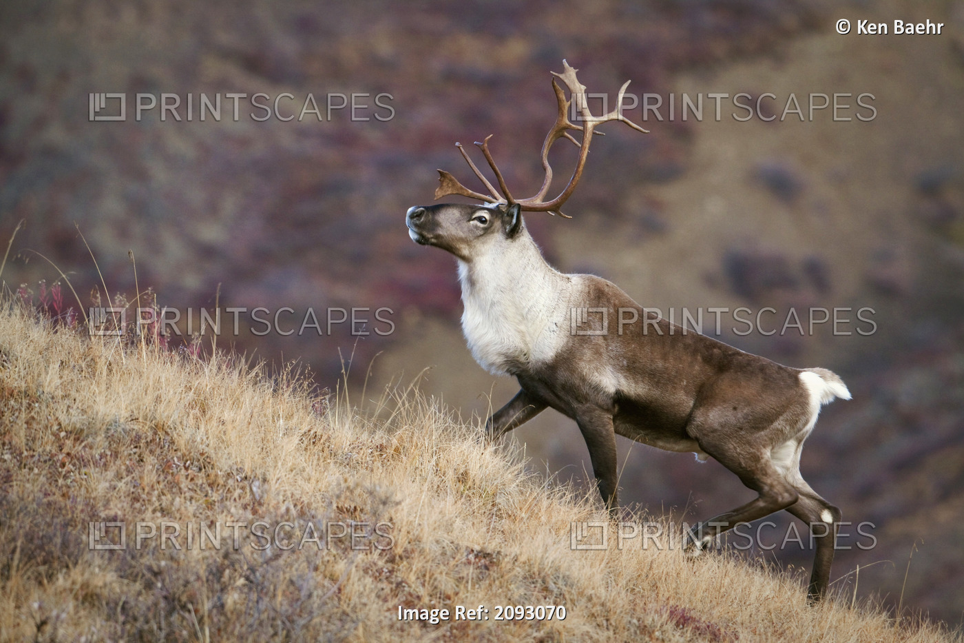 A Young Male Caribou Climbs A Steep Ridge Line In Denali National Park, ...