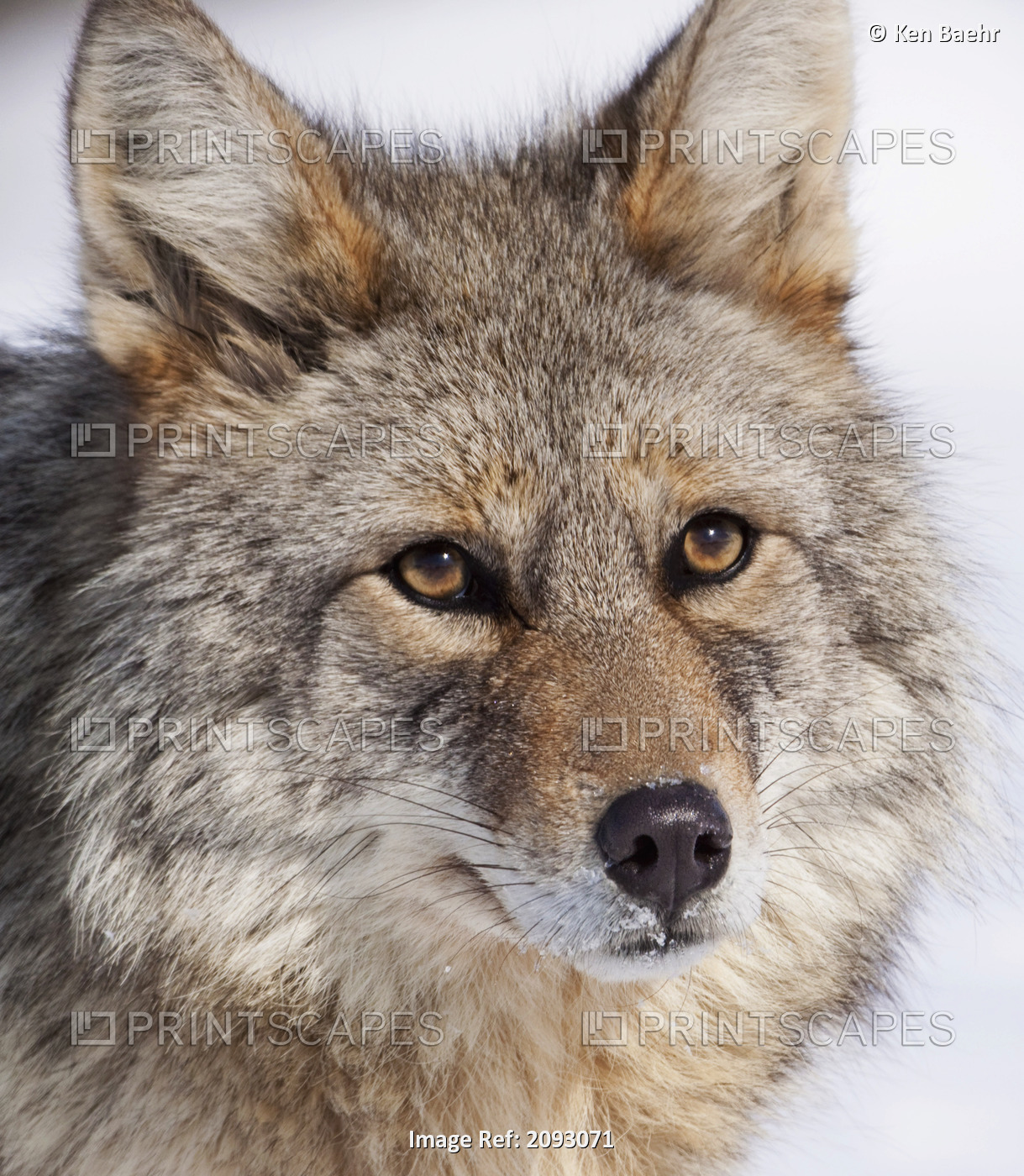 Portrait Of A Wild Coyote Near The Alaska Wildlife Conservation Center, ...