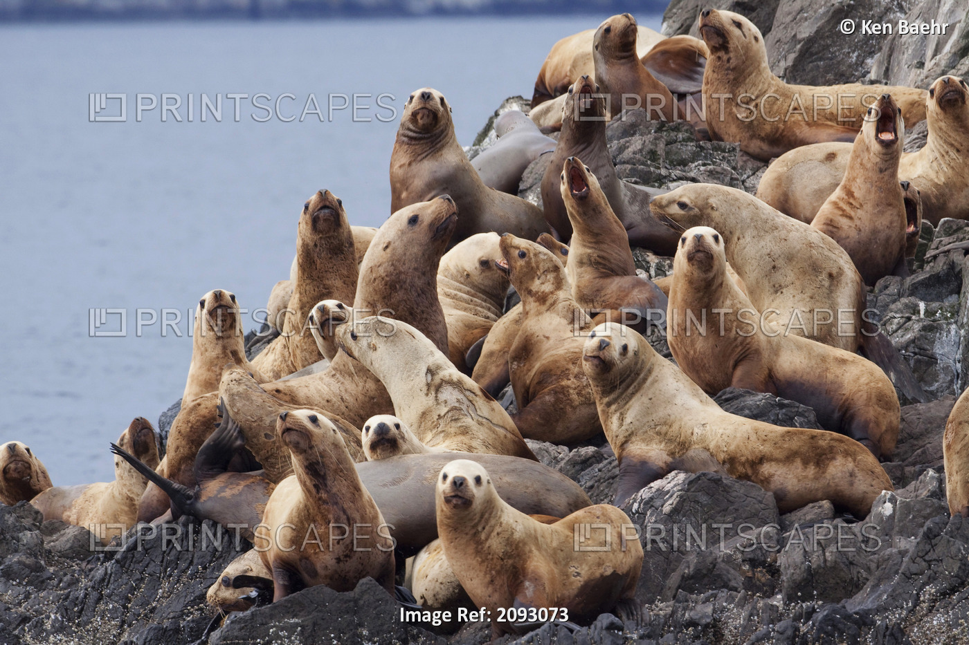 Group Of Steller Sea Lions Congregate On A Haul Out On An Island In The ...
