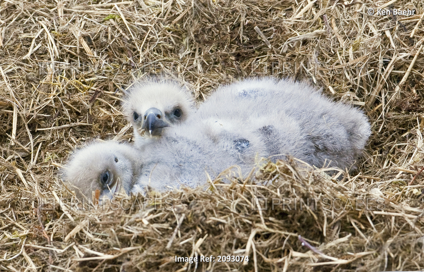 Close Up Of Bald Eagle Chicks In Nest Above Kukak Bay, Katmai National Park, ...