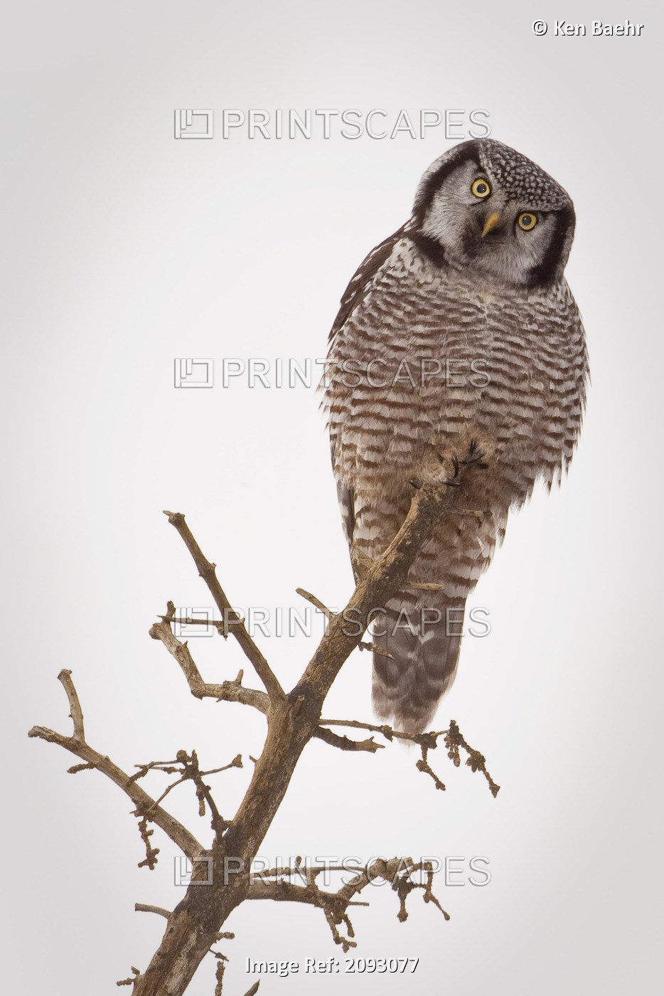 Portrait Of A Northern Hawk Owl Perched On A Dead Spruce Tree, Denali National ...