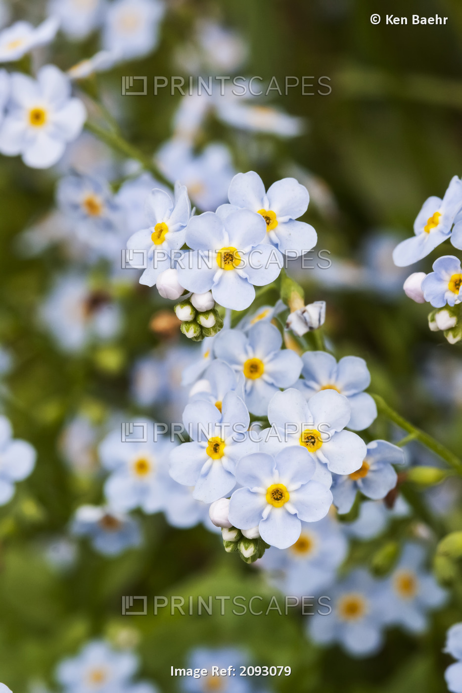 Close Up Of Forget Me Not, Alaska's State Flower, Girdwood, Southcentral ...