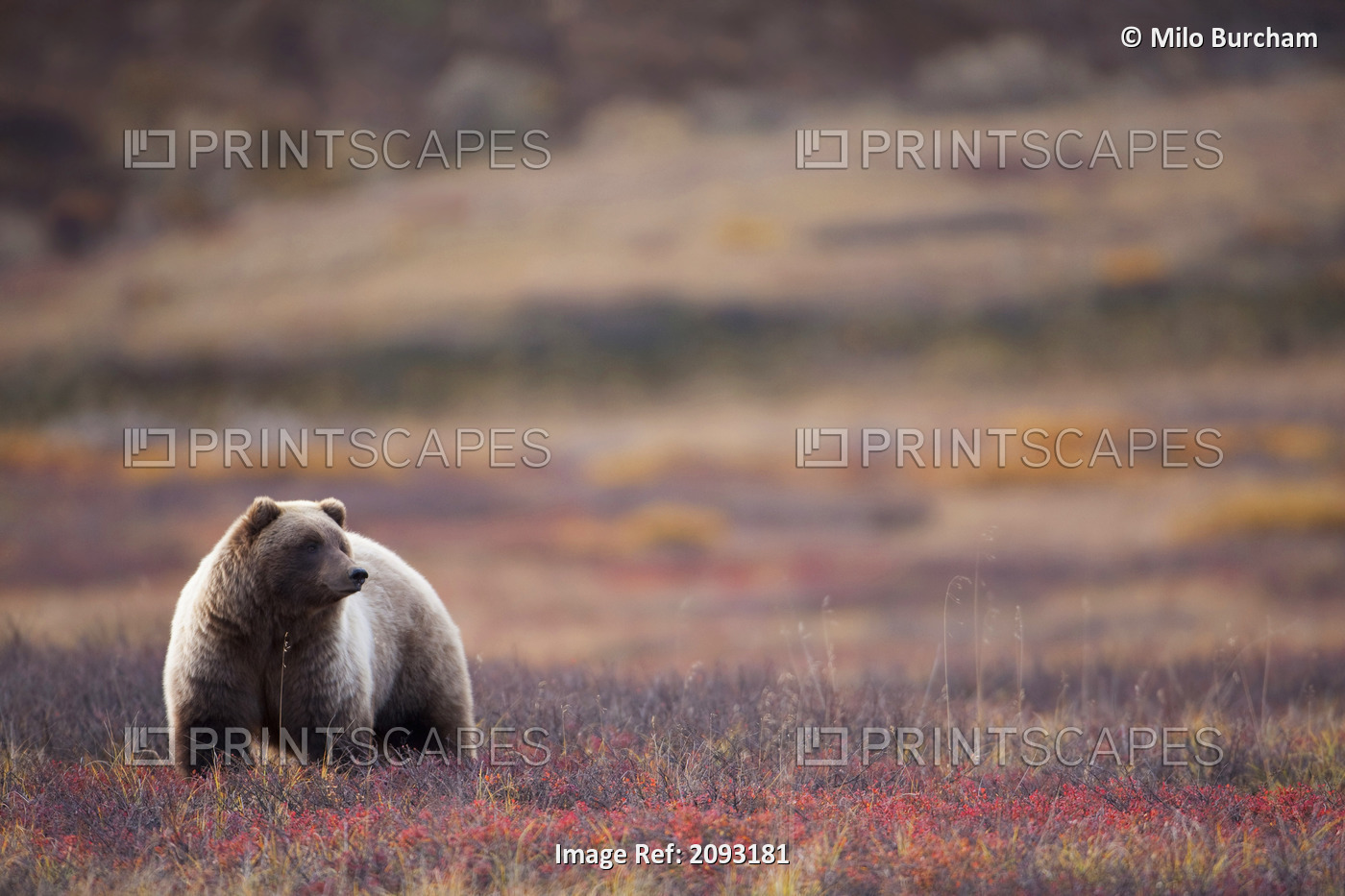 View Of A Grizzly Bear Standing In The Fall Tundra, Denali National Park, ...