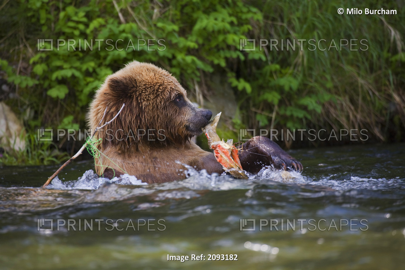 View Of A Brown Bear Eating A Salmon Carcass From A Tangled Fishing Line In The ...