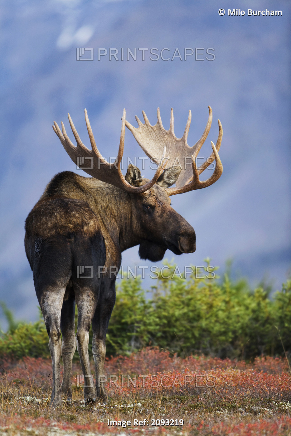 Moose Bull Walking On Autumn Tundra During Rut, Powerline Pass, Chugach State ...