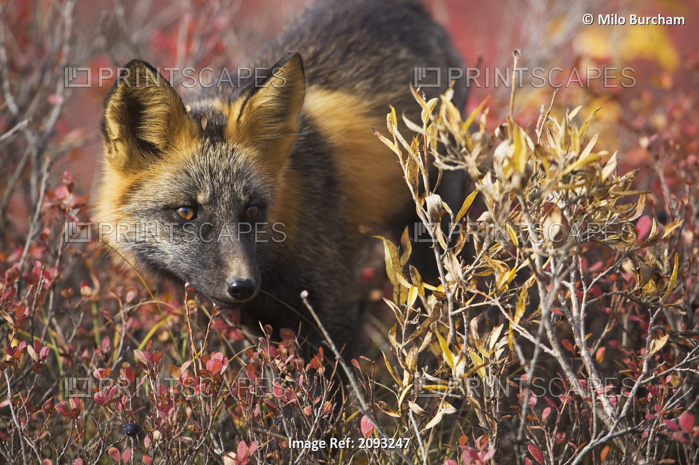 Close Up Portrait Of A Cross Fox Peering Through Blueberry And Willow Shrubs In ...