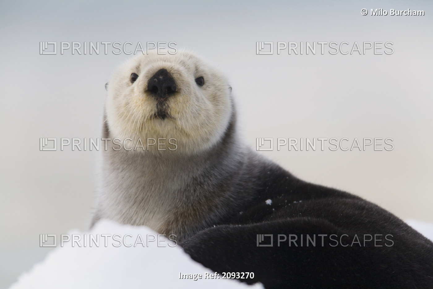Close Up View Of A Sea Otter Hauled Out On Snow, Prince William Sound, Alaska, ...