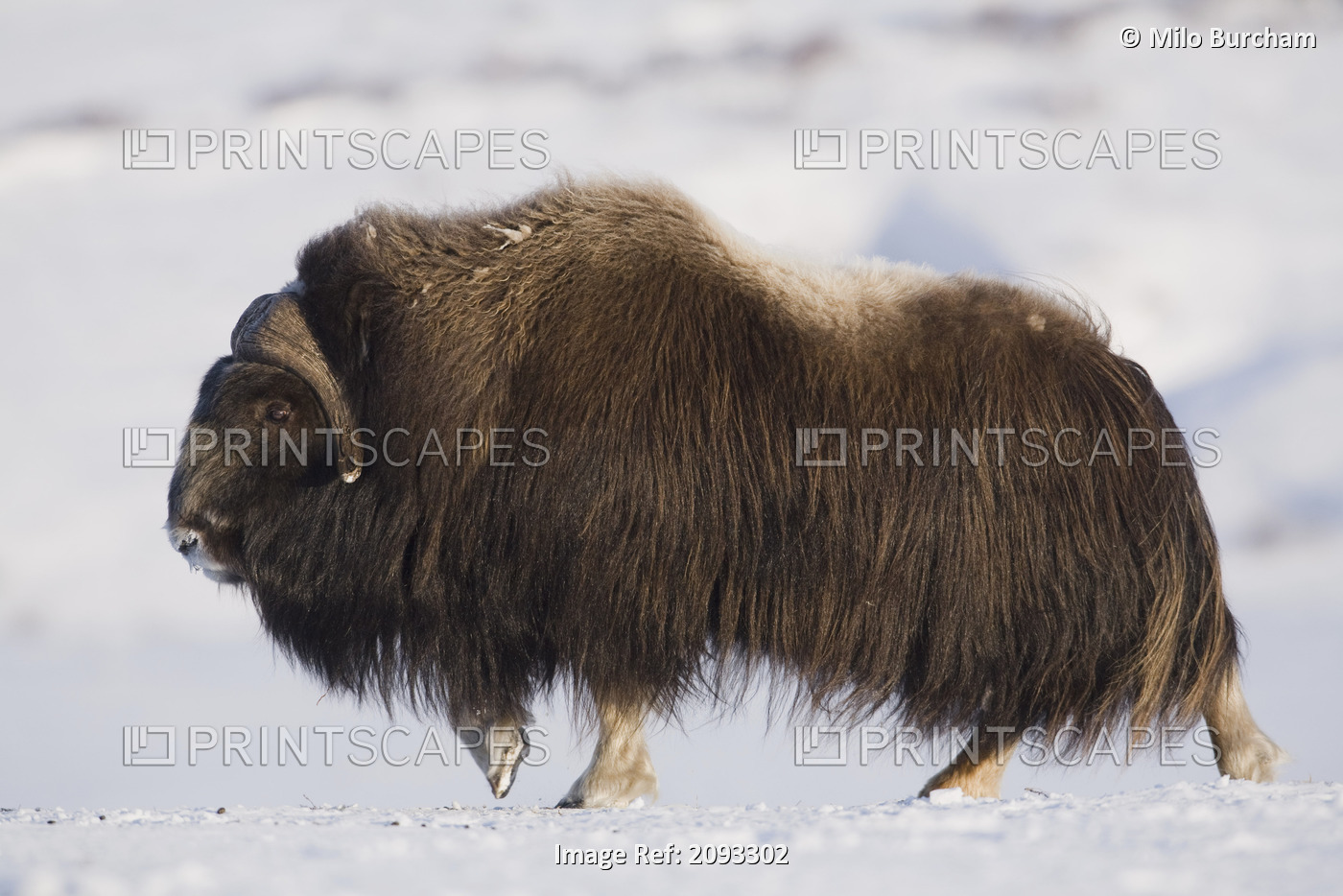 Large Bull Musk-Ox Walking On The Snowy & Frozen Tundra In Winter On The Seward ...
