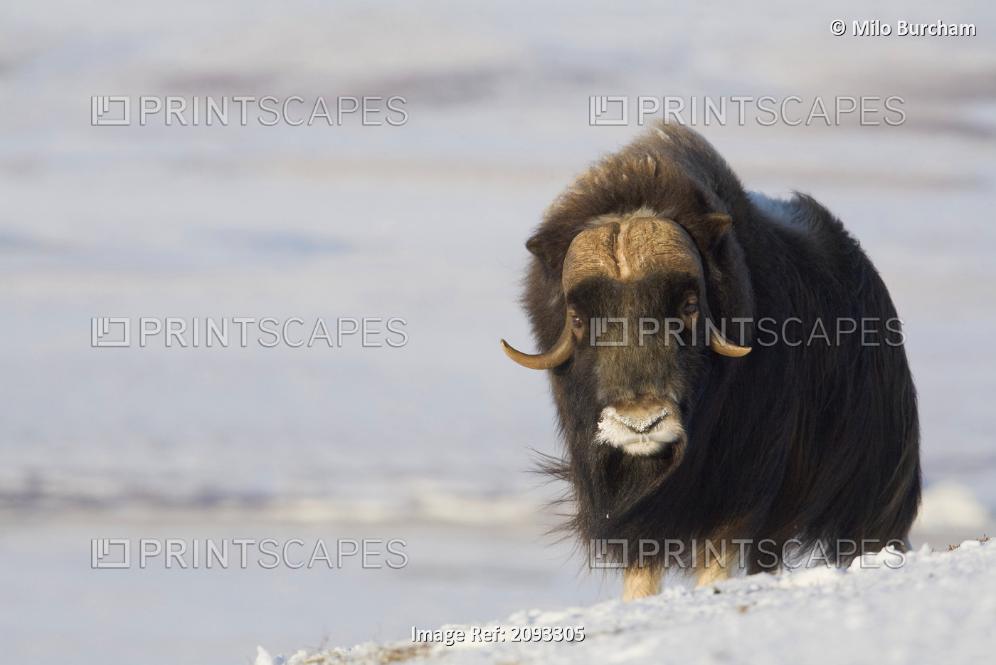 Muskox Bull Standing In The Wind On Frozen Tundra During Winter On The Seward ...