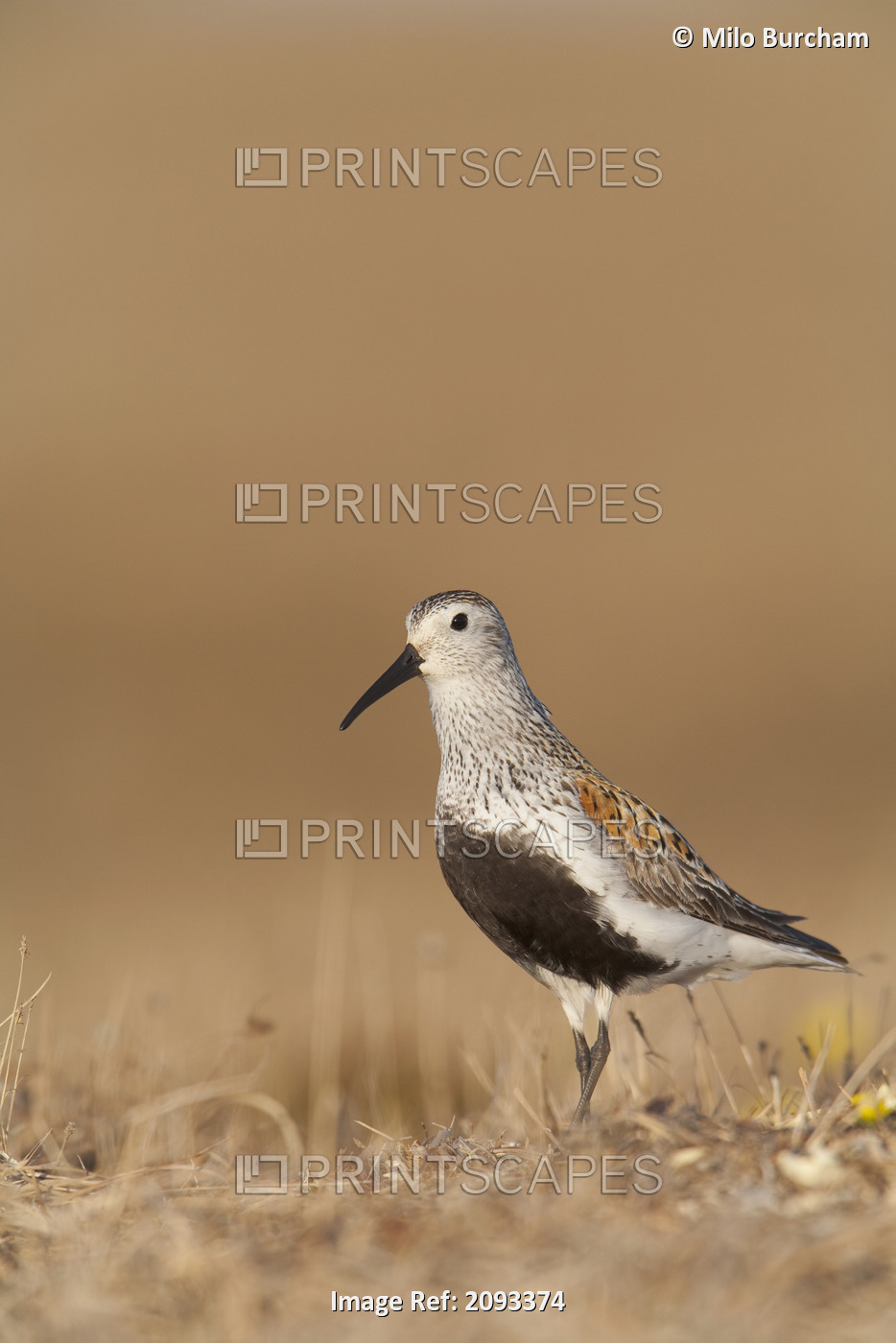 Dunlin Standing On Tundra Of Arctic Breeding Grounds Of The Arctic Coastal ...