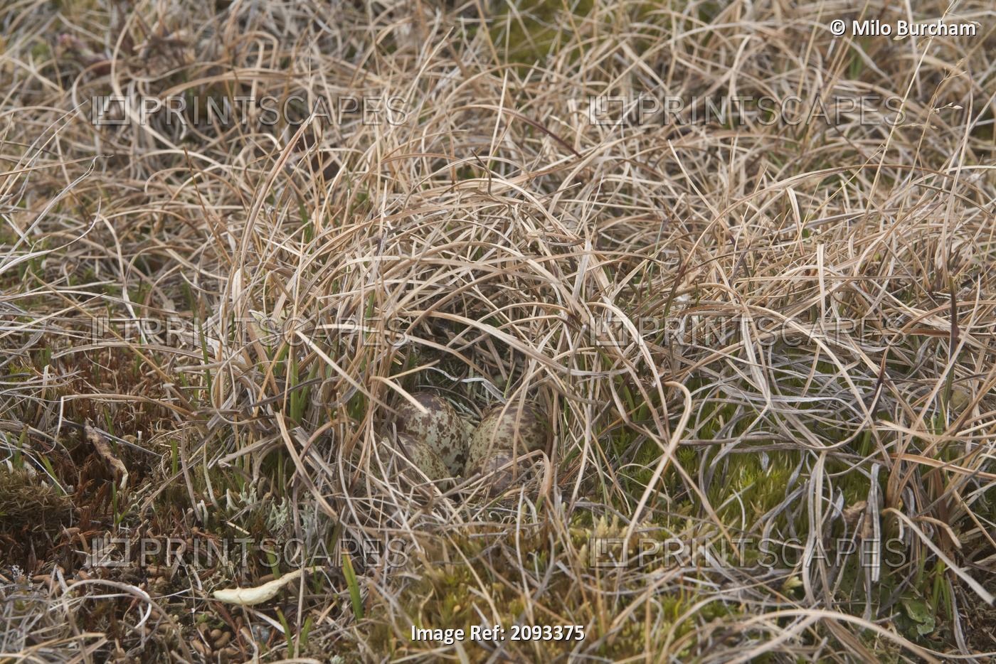 Dunlin Eggs Camouflaged In Nest On Tundra Of The Arctic Coastal Plain, National ...