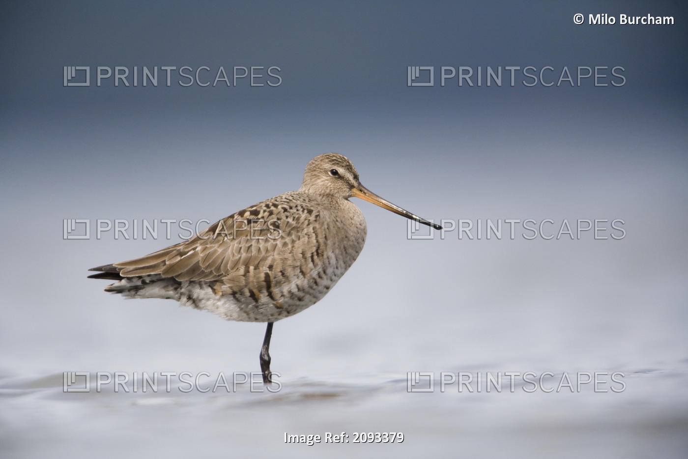 Junvenile Hudsonian Godwit Resting In Shallow Water Of Hartney Bay, Copper ...