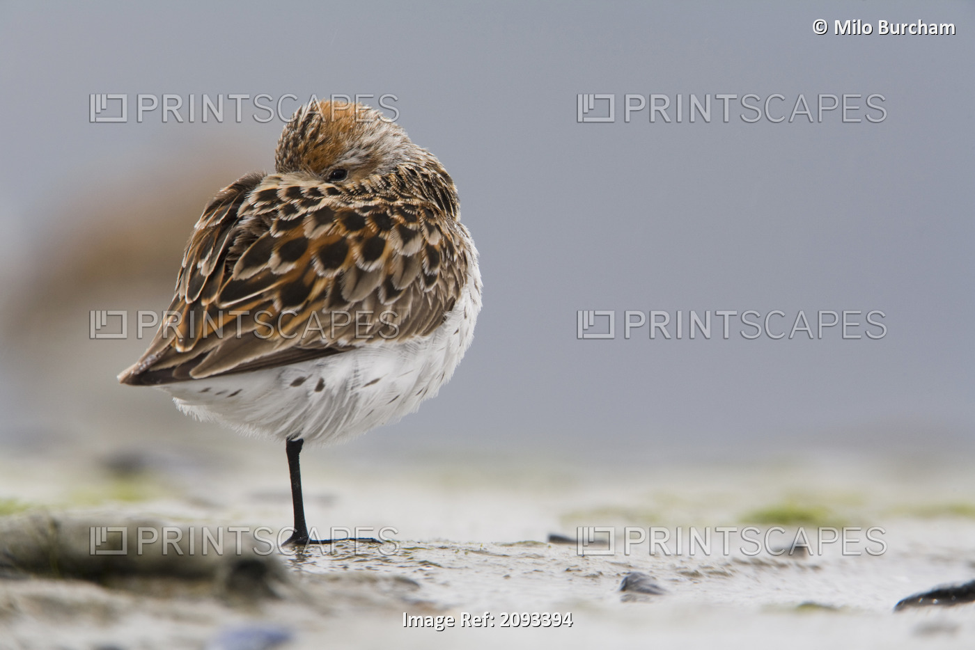 Western Sandpiper Roosting On Mud Flats Of Hartney Bay During Spring Migration, ...
