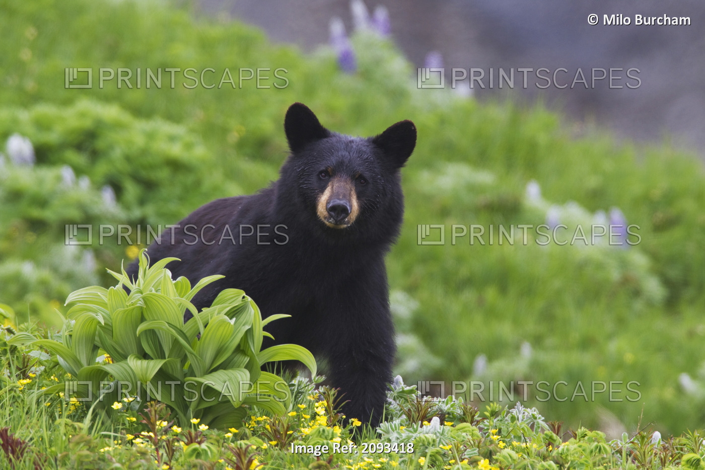 Black Bear Standing In Alpine Vegetation, Harding Icefield Trail, Kenai Fjords ...
