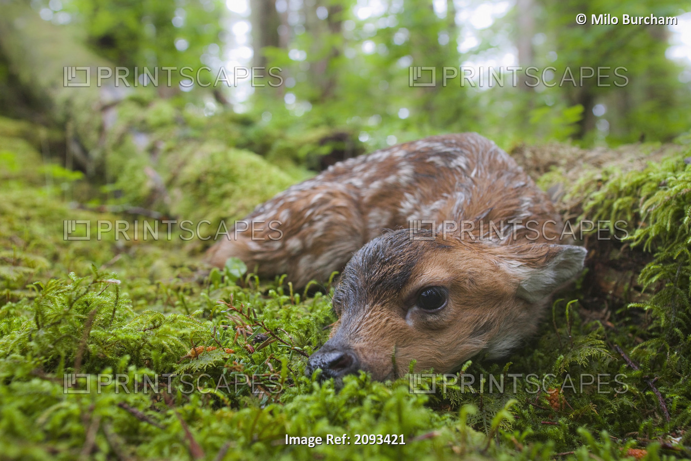 Black-Tailed Deer Fawn Lying In Moss Covered Rainforest, Montague Island, ...