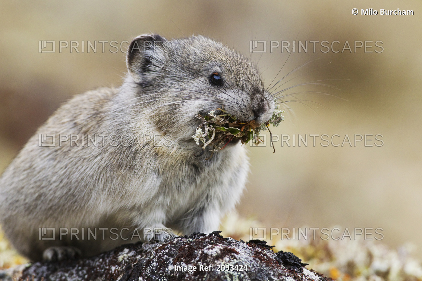 Collared Pika Carrying Mouth Full Of Lichen To Store In Haystack For Winter ...