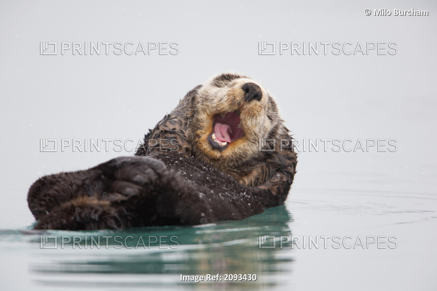 Sea Otter Floating On Back Scratching Head And Yawning, Prince William Sound, ...