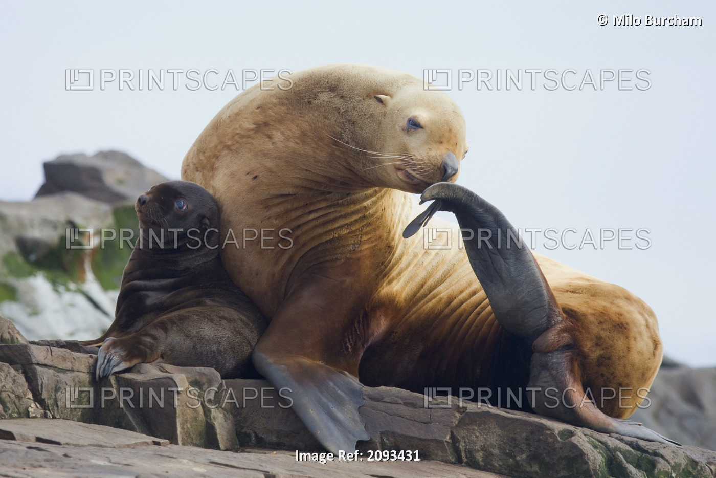 Steller Sea Lion Female And Young Pup Hauled Out On Rock With Female Scratching ...