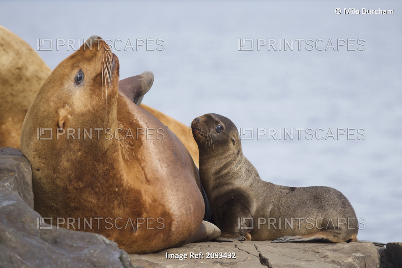 Steller Sea Lion Female And Young Pup Nursing Rock, Prince William Sound, ...