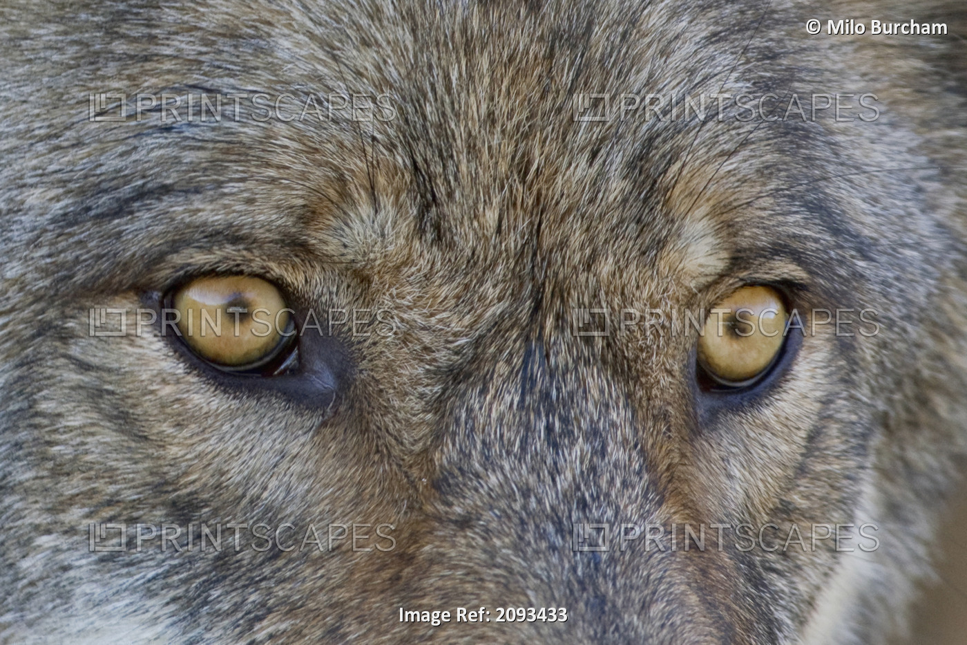 Close Up Of Face And Eyes Of A Gray Wolf, Denal National Park, Interior Alaska, ...