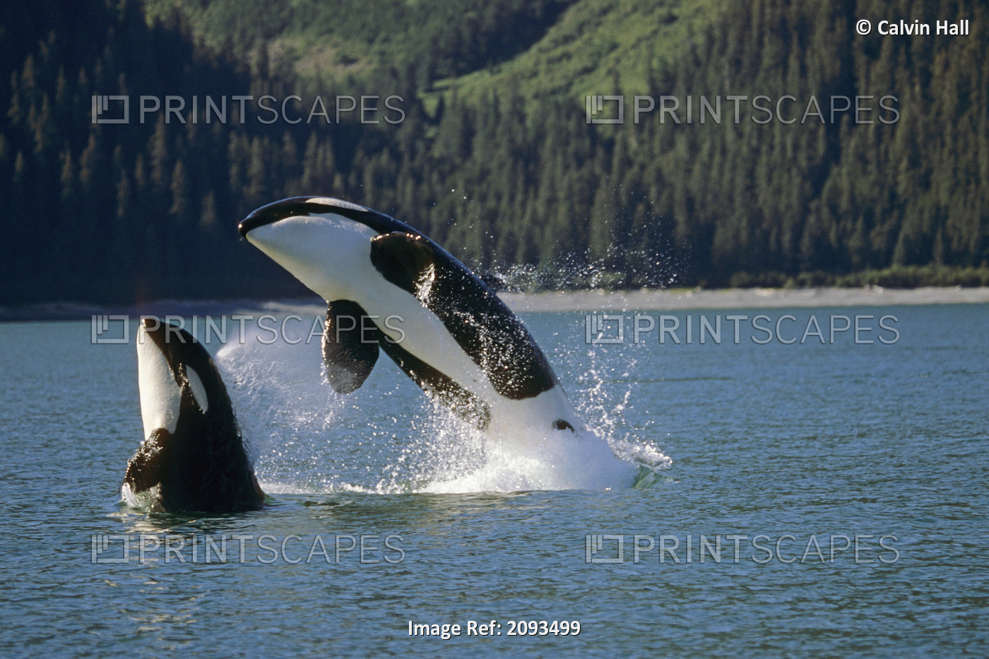 Double Breaching Orcas Bainbridge Passage Prince William Sound Alaska Summer ...