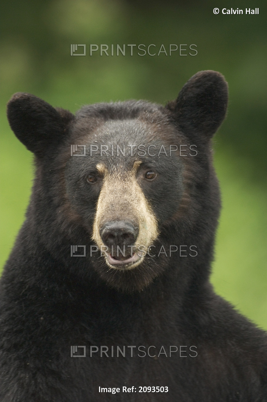 Portrait Of Black Bear Minnesota Summer Digital/Nnot Captive