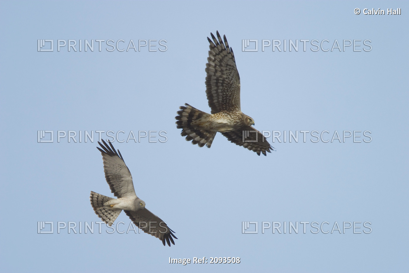 Northern Harrier Hawks In Flight Composite Digital Ak/Ndenali National Park