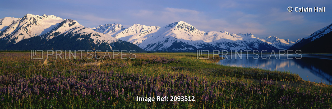 Field Of Lupine Flowers Along Turnagain Arm Sc Alaska