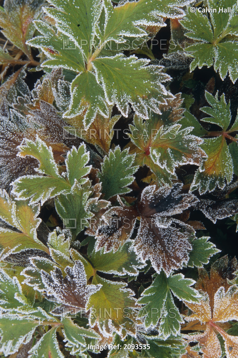 Frosted Leaves On Tundra Sc Alaska Autumn Close Up