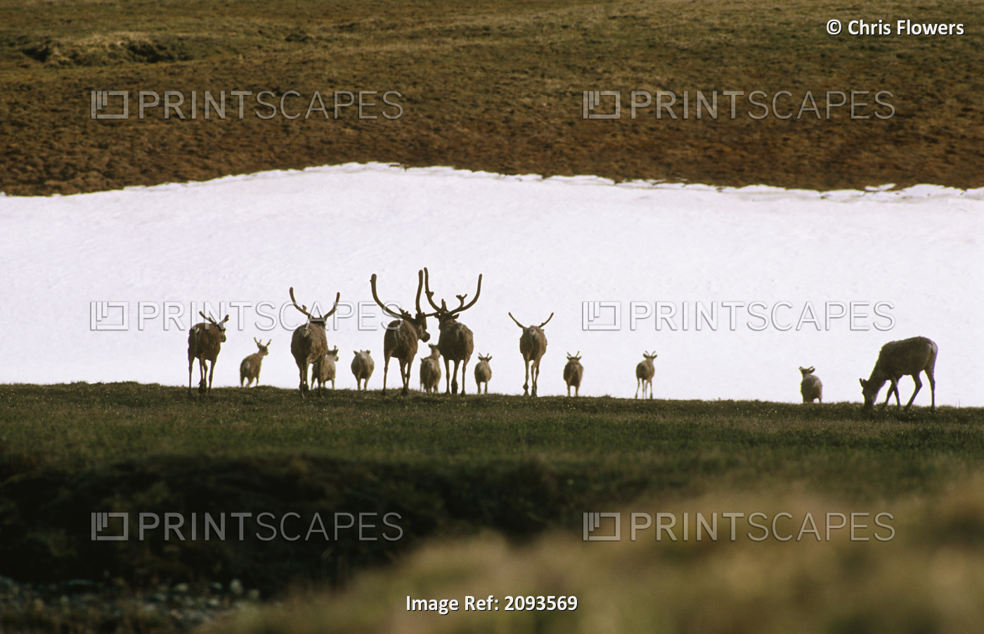 Caribou Herd Migrating Across Snow Near Canning River, Arctic National Wildlife ...