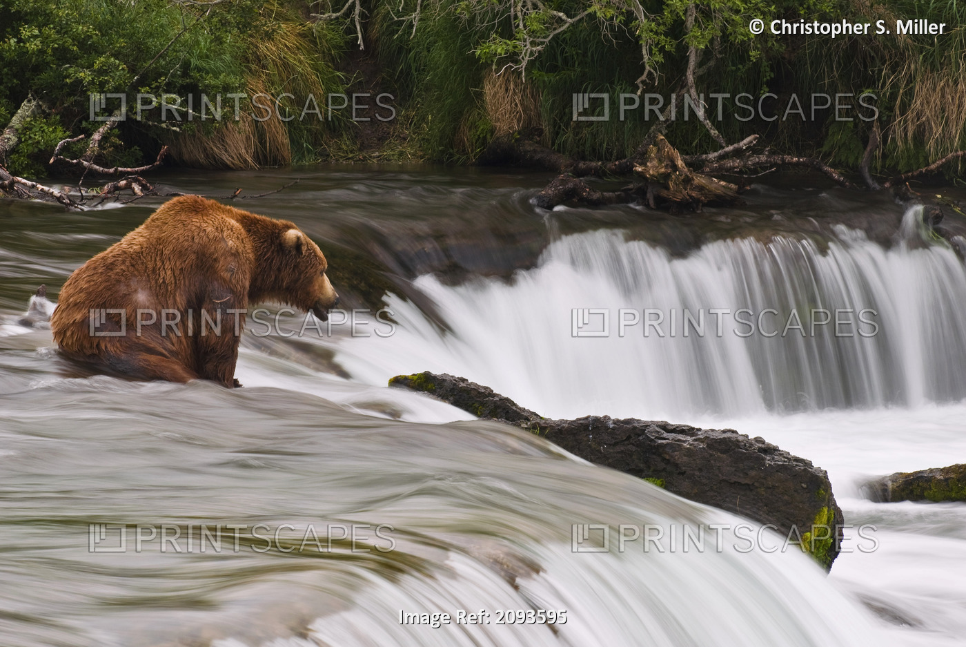 A Large Brown Bear Patiently Sits At Brooks Falls For A Salmon To Jump Over The ...