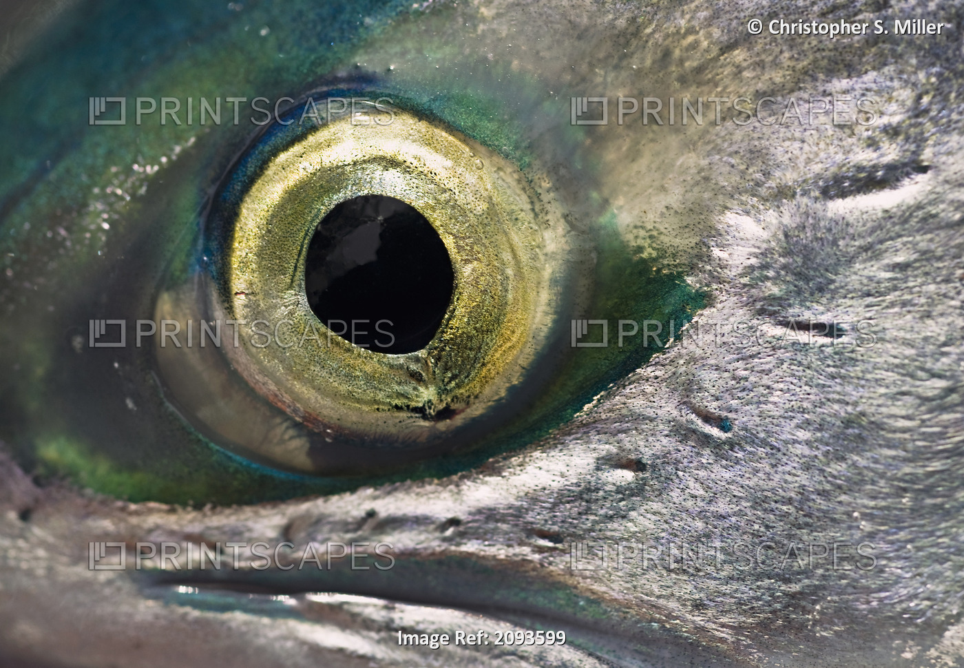 Macro Of The Eye Of An Sockeye Salmon, Southwest Alaska