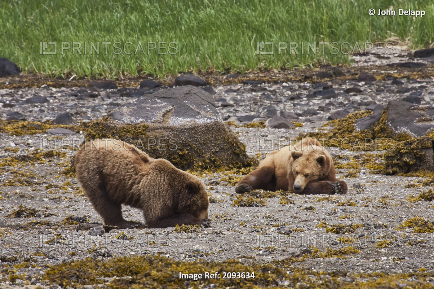 Brown Bear Digs For Clams While A Second Bear Rests On The Beach, Geographic ...
