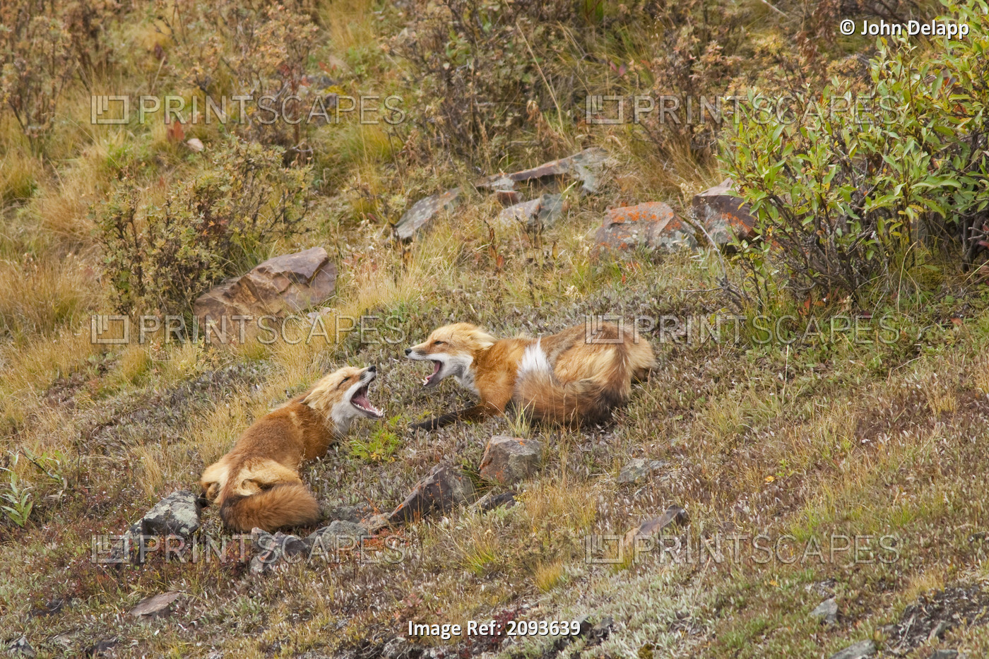 Two Foxes Near The Top Of Polychrome Pass In Denali National Park Vocalize And ...