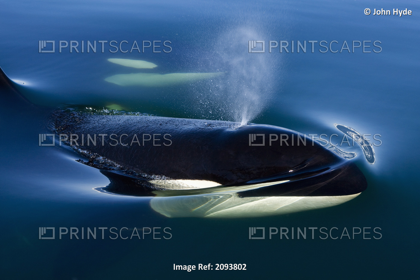 Orca Whale Surfaces In Lynn Canal, Inside Passage, Alaska