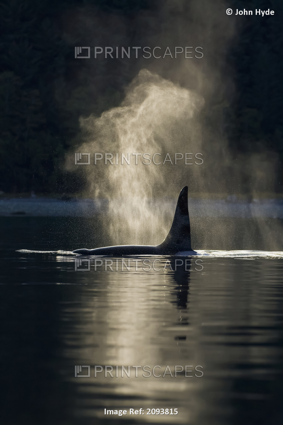 An Orca Whale Exhales (Blows) As It Surfaces In Alaska's Inside Passage, ...