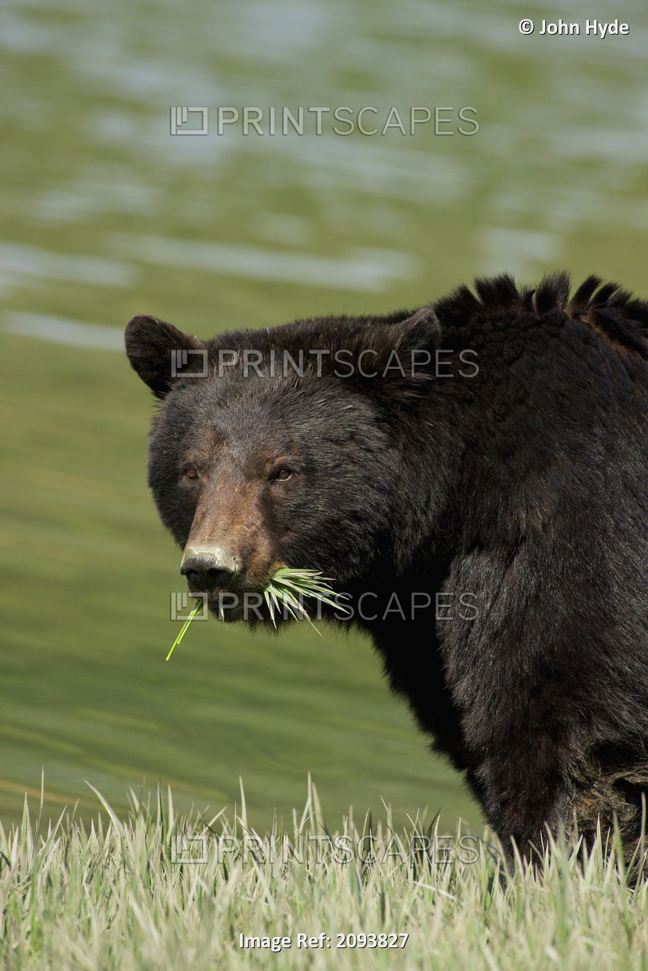 A Black Bear Forages On Spring Sedge Grass In An Estuary In Glacier Bay ...
